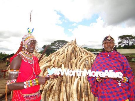 Maasai elephant tusks ‎#WorthMoreAlive Kenya