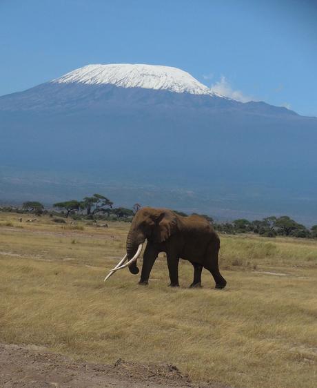 elephant-Amboseli-Kilimanjaro