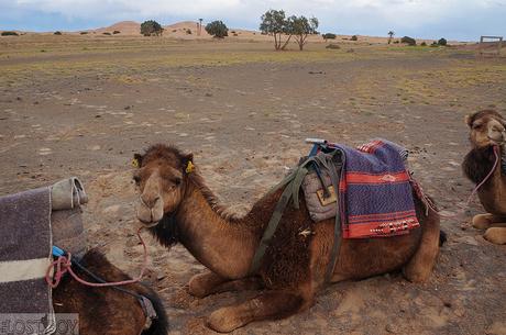 Majestic Morocco: The Sahara Desert Experience