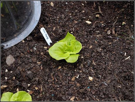 Planting Lettuce