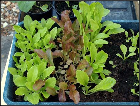Planting Lettuce