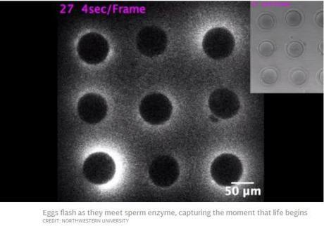 flash of light as eggs meet sperms