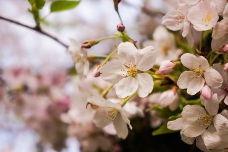 cherry_blossoms_spring_university_washington_trendy_techie_5