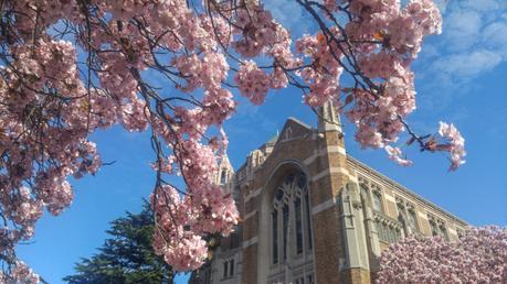 cherry_blossoms_spring_university_washington_trendy_techie_9