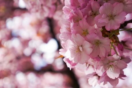 cherry_blossoms_spring_university_washington_trendy_techie_3