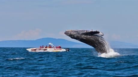 whale watching