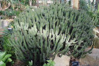 Euphorbia polyacantha (28/02/2016, Kew Gardens, London)