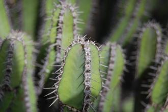 Euphorbia polyacantha Growing Tip (28/02/2016, Kew Gardens, London)