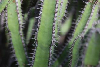 Euphorbia polyacantha Stem (28/02/2016, Kew Gardens, London)