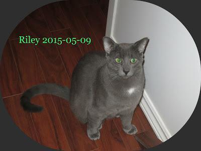 #Adoptable #pets: Meet #cats Riley & Mango looking forever home Pembroke, Ontario