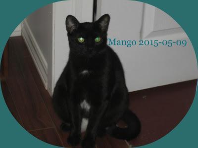 #Adoptable #pets: Meet #cats Riley & Mango looking forever home Pembroke, Ontario