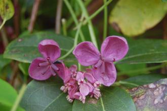 Akebia quinata Flower (23/04/2016, Kew Gardens, London)