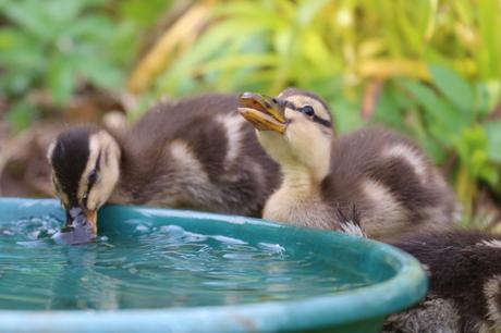 Ducklings drinking water