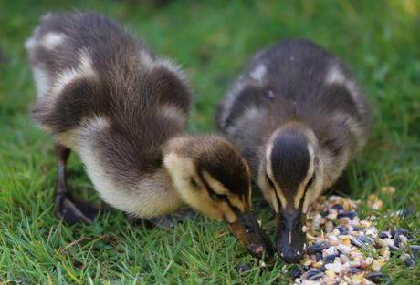 Ducklings eating bird seed