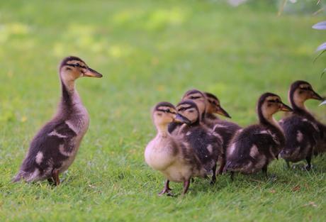 Alert Ducklings