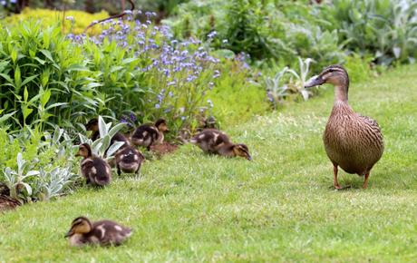 Mother Duck and Ducklings visit our garden