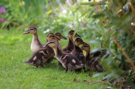 Ducklings looking for a safe place