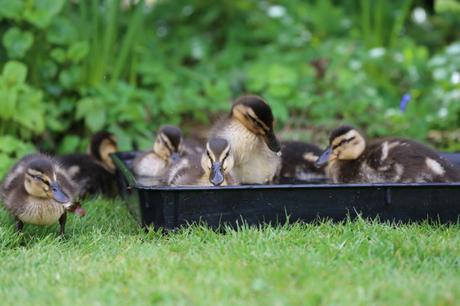 Ducklings in the potting tray bath