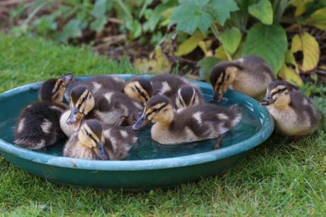 Ducklings in the makeshift water bowl