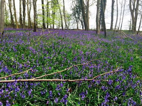 Photos From Our Cotswolds Hiking Tour, England