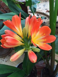 The Clivia