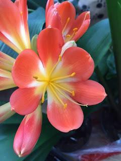 The Clivia