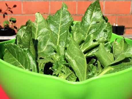 Fresh chard & fresh coriander leaves from our garden , made into a lovely wok dinner!