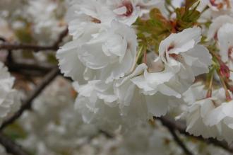 Prunus serrulata Flower (23/04/2016, Kew Gardens, London)