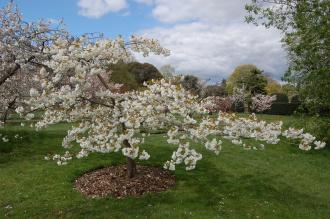 Prunus serrulata (23/04/2016, Kew Gardens, London)