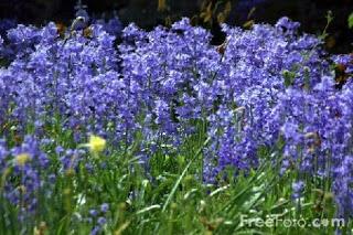 Bluebells (c) FreeFoto.com