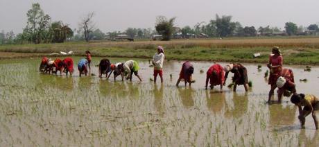 Women are crucial to Nepal's agricultural sector. (Photo: Wikimedia Commons)