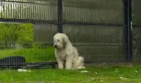 Dog waits 5 years outside dead owner's home