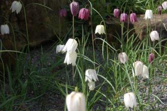 Fritillaria meleagris (23/04/2016, Kew Gardens, London)