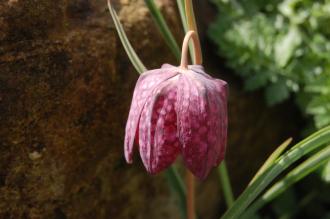 Fritillaria meleagris Flower (23/04/2016, Kew Gardens, London)