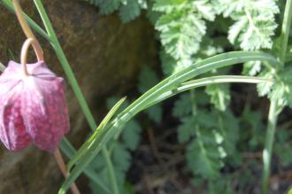 Fritillaria meleagris Leaf (23/04/2016, Kew Gardens, London)