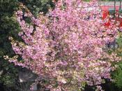 #London Spring Enjoying View from Daily Constitutional Office Window #SunnyLondon