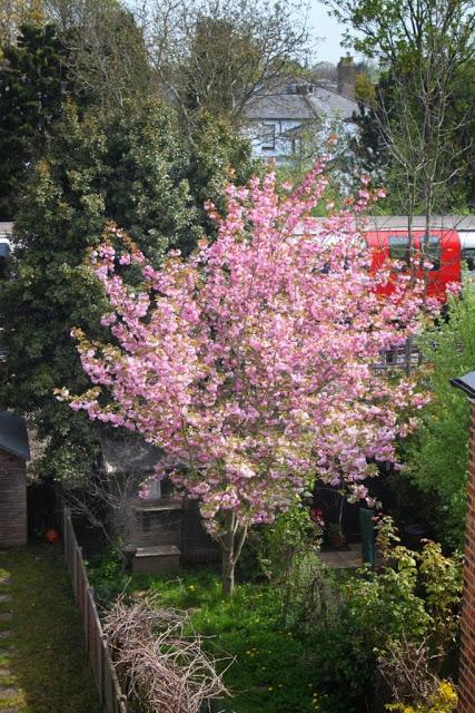 #London Spring - Enjoying The View from The Daily Constitutional Office Window #SunnyLondon #N2