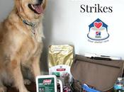 #PetPrepared When Disaster Strikes