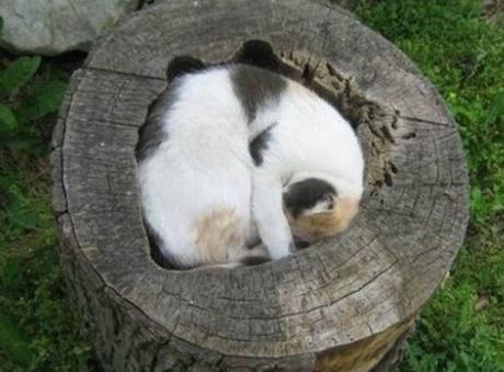 Top 10 Sleepy Cats Sleeping In Unusual Places