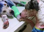 Abused Dogs Comfort Another While Being Treated Animal Clinic
