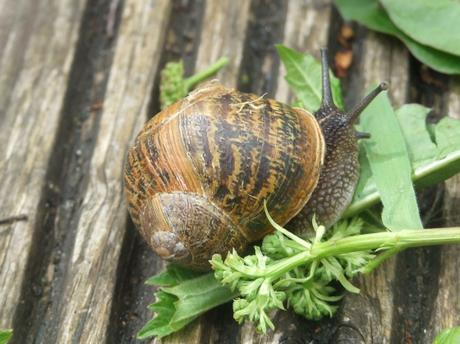 Sunday Tales and Snails Trails