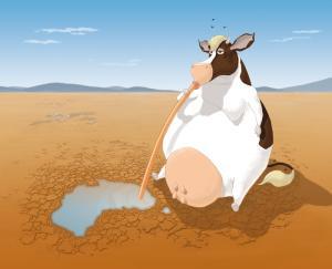 cow_drinking_australia_dry
