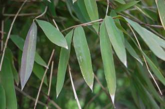 Fargesia nitida Leaf (23/04/2016, Kew Gardens, London)