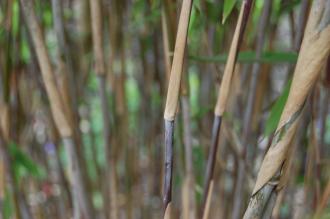 Fargesia nitida Canes (23/04/2016, Kew Gardens, London)