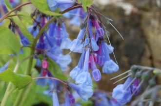 Mertensia virginica Flower (23/04/2016, Kew Gardens, London)