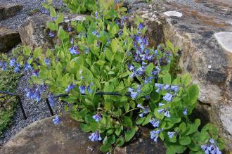 Mertensia virginica (23/04/2016, Kew Gardens, London)