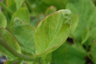 Mertensia virginica Leaf (23/04/2016, Kew Gardens, London)