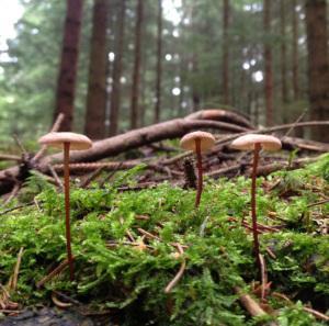 forest fungi