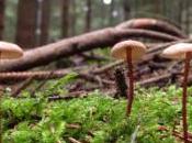 Satellite Images Forest-fungi Relationships