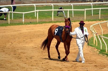 walking horse to race track